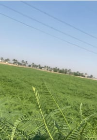 ٢٠ دونم • العزيزيه • ضمان سيسبان