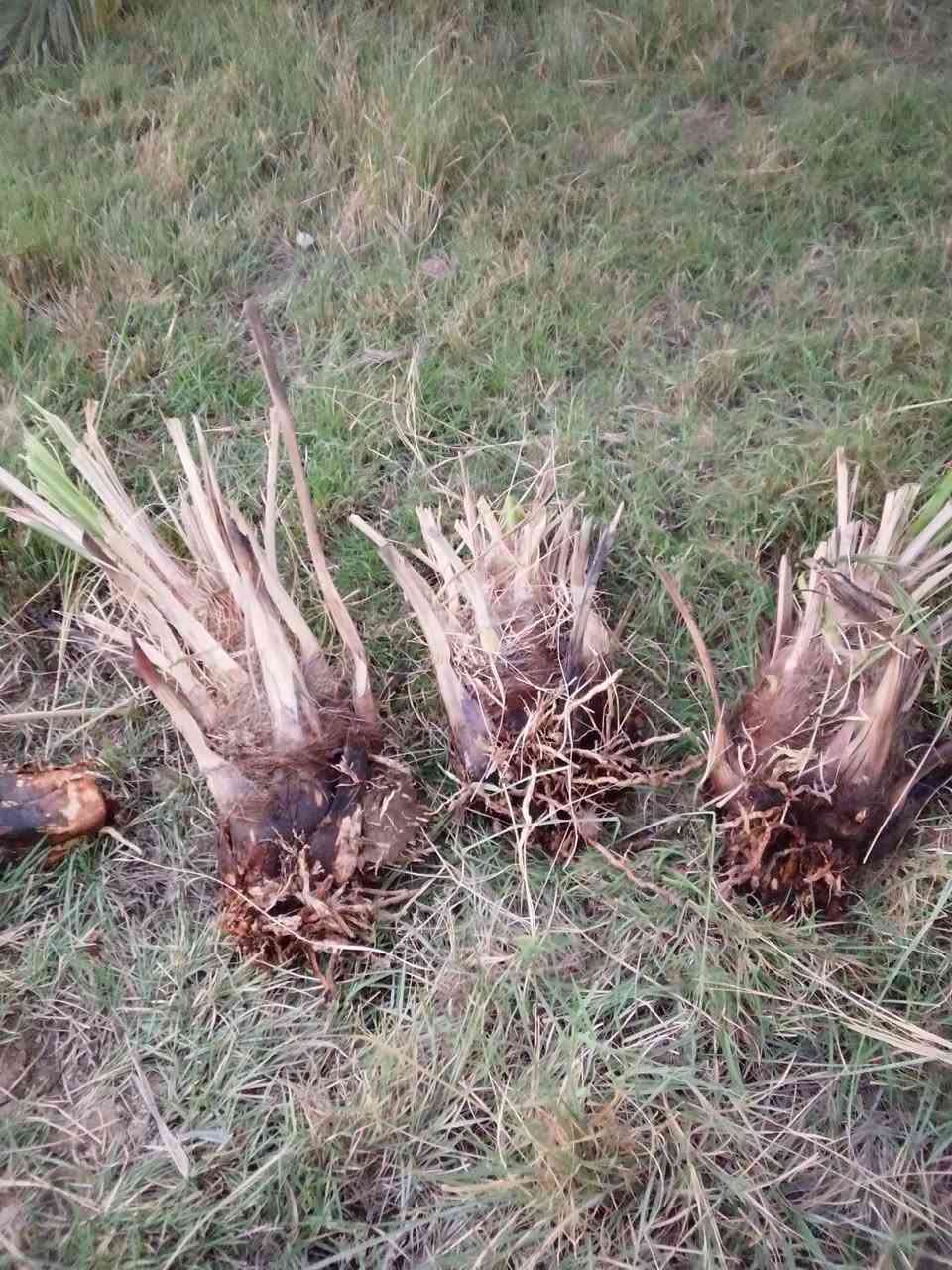 متوفر فسائل شويثي شكر ام الأصابع خضراوي مندلي زاهدي ديري فالطلب فسائل اكبار كلش وجذورتهن تخبل ***********
