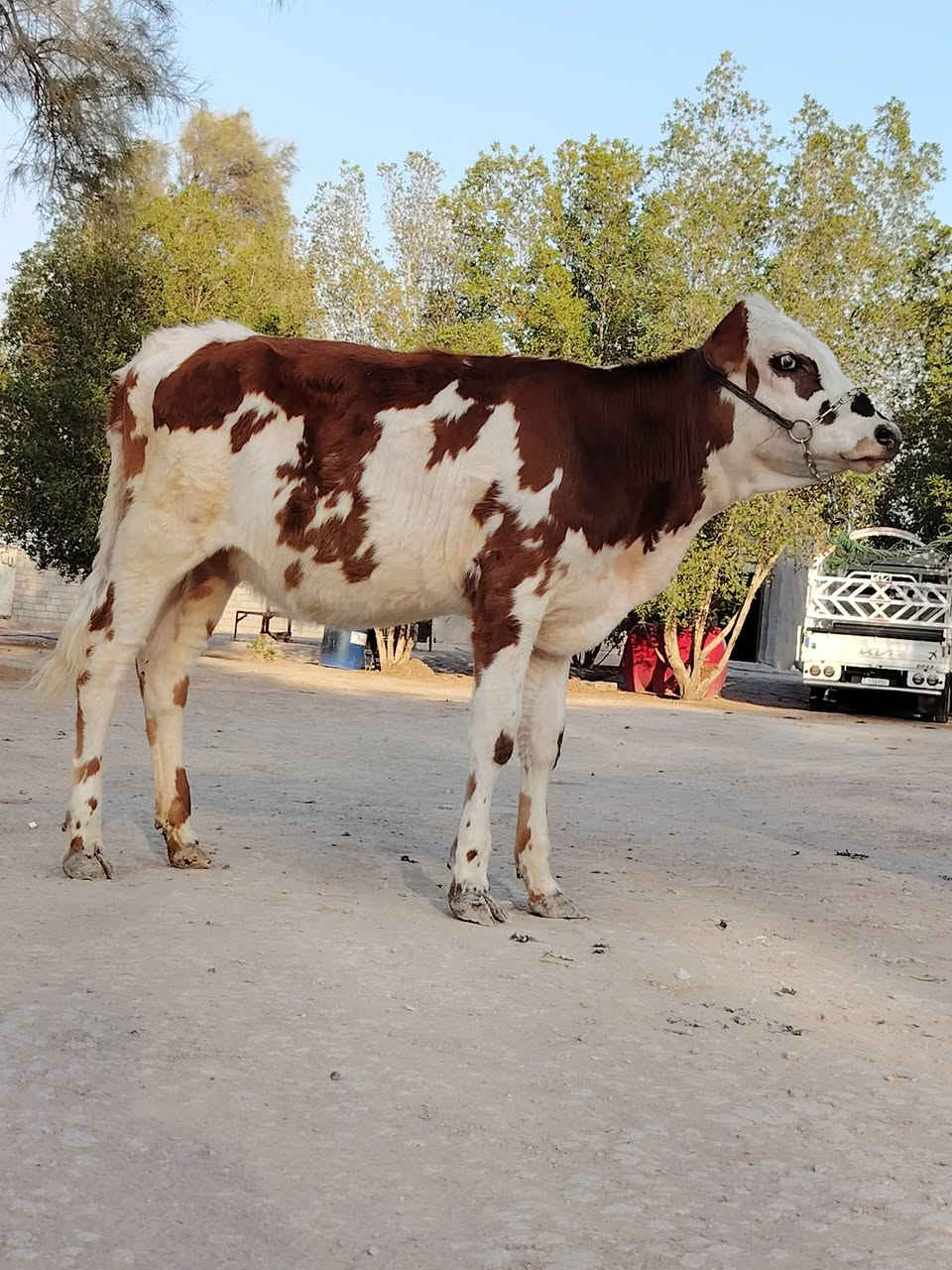 ماشاء الله تبارك رحمان دابه لبيع فريزية زراعية ام ثالث بطن وراها لقاح سمتال وماخذه لفحل شهرين ونص صاحبت ماعون وشطر تحلب وكتين وينه ليدور حلال نظيف وحلو مالت جناي شرط لحليب ودسامه خير من الله مشروطة كافه شروط لجني لسعر 2750 لمكان بابل شوملي لسفسار ***********,///***********
