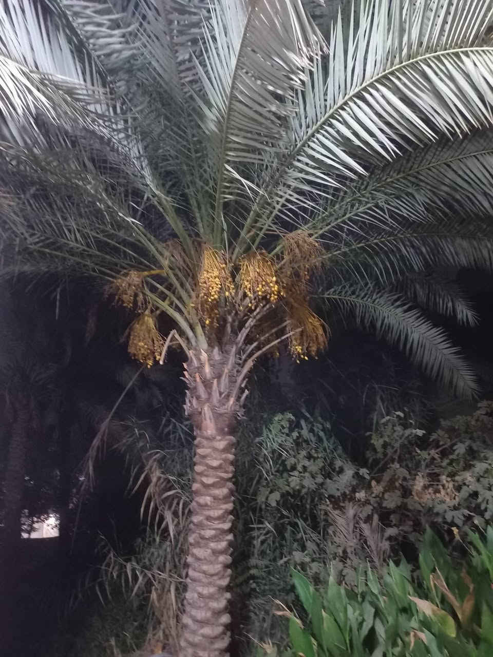 ٣٧٥٠م • طابو ملك صرف • بستان نخيل