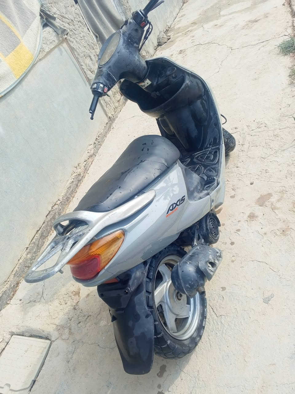 أكزز • ياباني • فحل