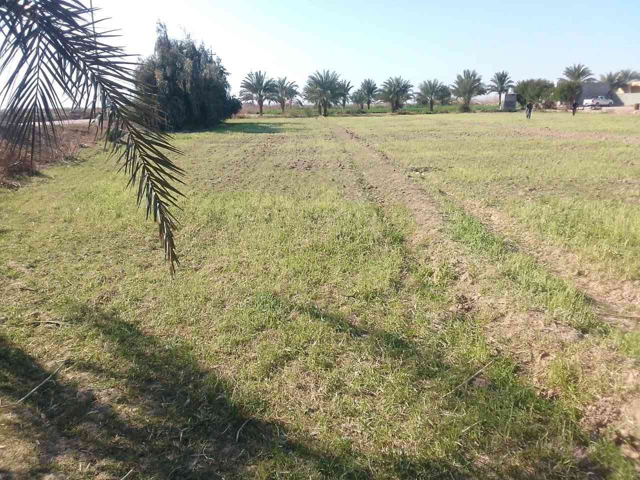 كاع ٣١٠ دونم بالدبوني بيه ٤ بيوت ومضيف وبستان نخل وعقود زراعيه الكاع كله مشتغلين باليزر وبزول درجه اولا الاستفسار الاتصال ***********/ ***********
