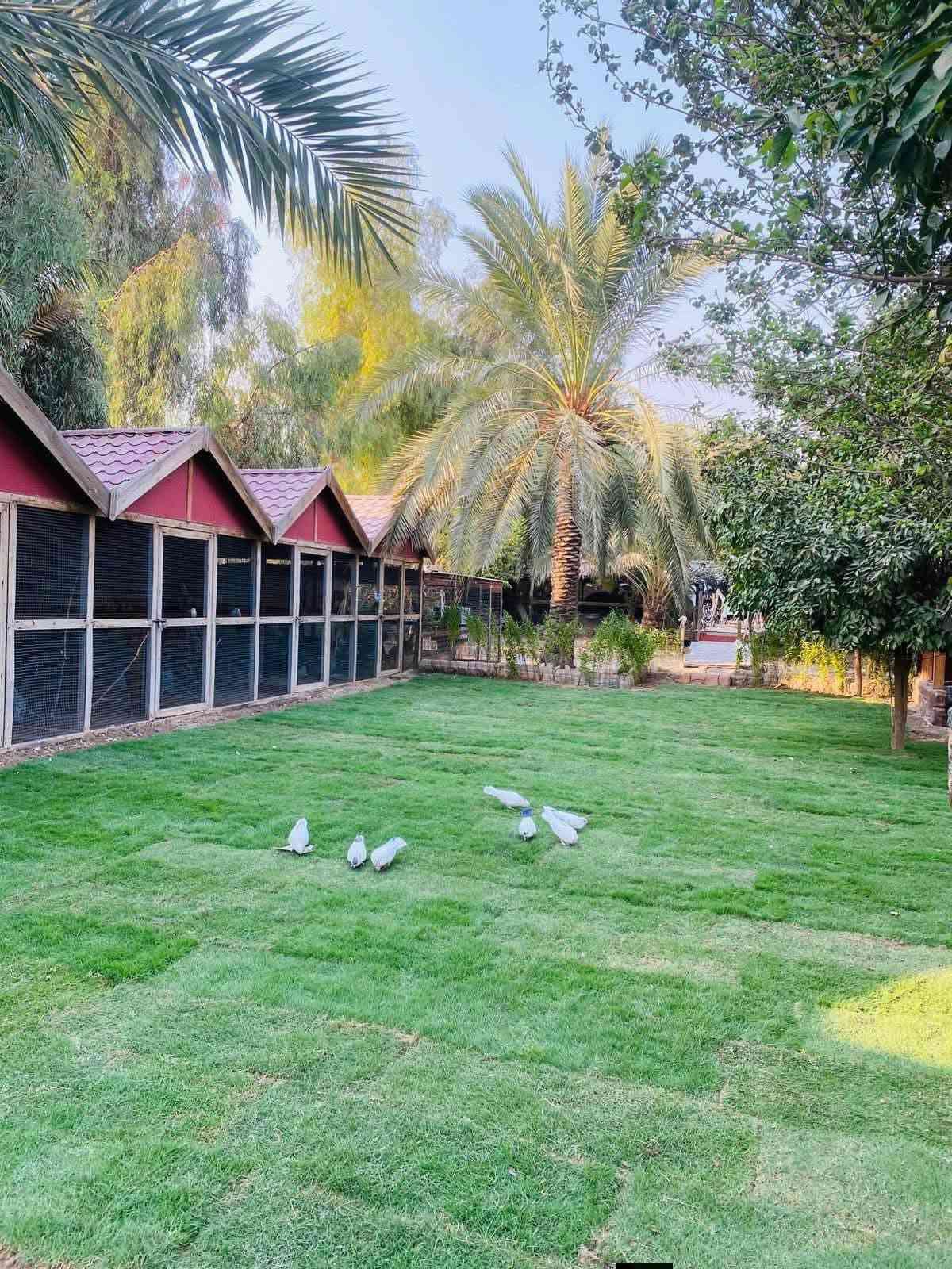 الترند المينقفل 👑 شاطئية الزعفرانية عشق الزبائن ❤️ موثقة باجرلي ***********
