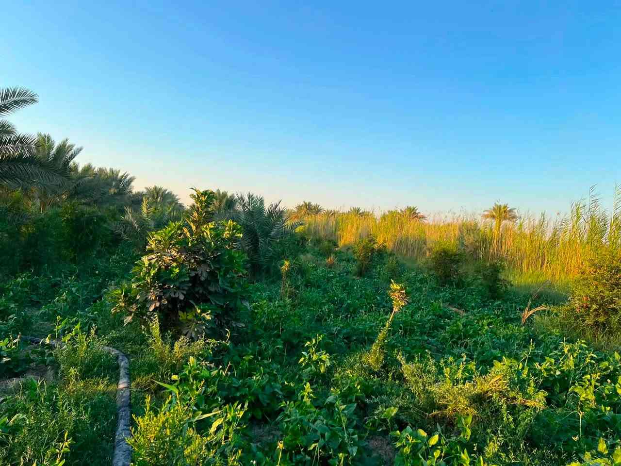 ✅بستان للبيع المساحه 6 دوانم و600 متر تحتوي على اربع منازل 🏠
✅طابو زراعي ٢٥ تحويل مباشر باسم المشتري 

✅تحتوي على اشجار مثمره حوالي 600 شجره ونخيل بانواعه

وكذلك تتوفر ماء وكهرباء واجهته 40 متر 

الموقع طريق كربلاء نجف منطقة شط الله وكذلك مدخل ثاني طوريج الجدول الغربي 

سعر الدونم 120 مليون وقابل للتفاوض للاستفسار/*********** /***********
