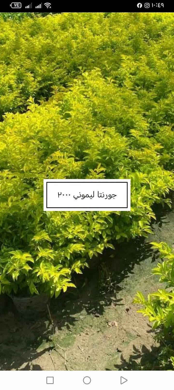 السلام عليكم ورحمة الله وبركاته
 موسم خير وبركة 

إخواني الكرام
الفقرات الجديدة
المتوفرة حاليا

للاستفسار أو لمعرفة الموقع بشكل أدق، راسلونا على الواتساب:

📞 ***********
📞 ***********

نوفّر لكم أفضل الأصناف من حيث الجودة والنوعية.

📍 العنوان:
بغداد – اليوسفية – الرضوانية الشرقية
طريق معمل زينب – ثالث مشتل 
مكتوب على الباب مشتل الرضوانية
مجاور محطة الخليج لغسل السيارات.

🔹 البيع جملة
🔹 من يرغب بالشراء مفرد يمكنه الحضور إلى المشتل والاختيار بنفسه.
🔹 لا يوجد توصيل للمفرد.
🔹 توصيل الجملة فقط بسيارات حمل بالأجرة ويتم الاتفاق مباشرة مع سائق النقل.

🚚 رقم سائق النقل:
***********

📞 أرقام المشتل:
*********** (واتساب)
***********

🌳 الأسعار والأنواع
1- كابرس متر ونص   1000🪴
2- دم العاشق كويتي سندانه    1000🪴
3- جورنته ليموني  2000🪴
4-شبوي ليلي خشن ارتفاع متر  2000🌺
5-ددونيه نص متر  750🪴
6-أكاسيه عراقيه  متر فما فوق  2000🪴
7- ياس عراقي خشن  1500🪴
8-ياس أيطالي  1500 🪴
9- ورد جوري عراقي  2000🌺
10- ورد رازقي 2500🌺
11-سرو أيطالي الارتفاع متر ونص5000🪴
12- ورد القهوه اقل من متر 10000🌺
13-سدر تايلندي خشن 9000🌴
14- عفص 7000🌲
15- كاردينيا 8000🌺
16-متسلق ياسمين احمر هندي  عطري  الارتفاع متر ونص  8500🌺
17- جاكرنده البنفسجيه  5000🪻
18-  كالبتوز عملاق ٣ متر  2000
19-كالبتوز متر وربع 1000
20-رارنج عملاق عمر سبع سنوات تنكه ٢٠الف
21-عين البزون نص متر فما فوق 1000
22-دفله خشنه متر ونص سندانه 2000
24-لالنكي متر وسبعين فما فوق 4000
24-برتقال متر وربع إلى متر ونص 3500
25-نومي حامض عراقي متر وربع إلى متر ونص
      3500
26-بخَر سندانه 2000
27-منكه مصريا ,مطعمهمتر ونص فما فوق
       18000.
28-فكس سندانه ٨٠ سم فما فوق  2000
29-اكاسيا مصريا عملاقه ٣ إلى ٤ متر 8000
30-رارنج سندانه متر فما فوق 2000
31-نومي حامض عراقي متر فما فوق سندانه
      3000

📍 موقع المشتل على الخريطة:
https://maps.app.goo.gl/EfkBiYR7ezQDtA6v5

حياكم الله وتشرفونا بزيارتكم 🌿

📍 موقع المشتل على الخريطة:
https://maps.app.goo.gl/EfkBiYR7ezQDtA6v5

حياكم الله وتشرفونا بزيارتكم 🌿

نص مكتوب في الصور:
- اكاسيا مصريا عملاقه ٨٠٠٠
- كالبنوز عملاق مترين ونص إلى ٣ ونس ٢٠٠٠
- منكه مصريا مطعمه ١٨٠٠٠
- رارنج سندانه متر فما فوق ۲۰۰۰
- بخور ۲۰۰۰
- شتلات فكس سندانه ٢٠٠٠
- عين البزون نص متر فما فوق ١٠٠٠
- لومي حامض عراقي ٣٠٠٠
- جورنتا ليموني ٢٠٠٠
