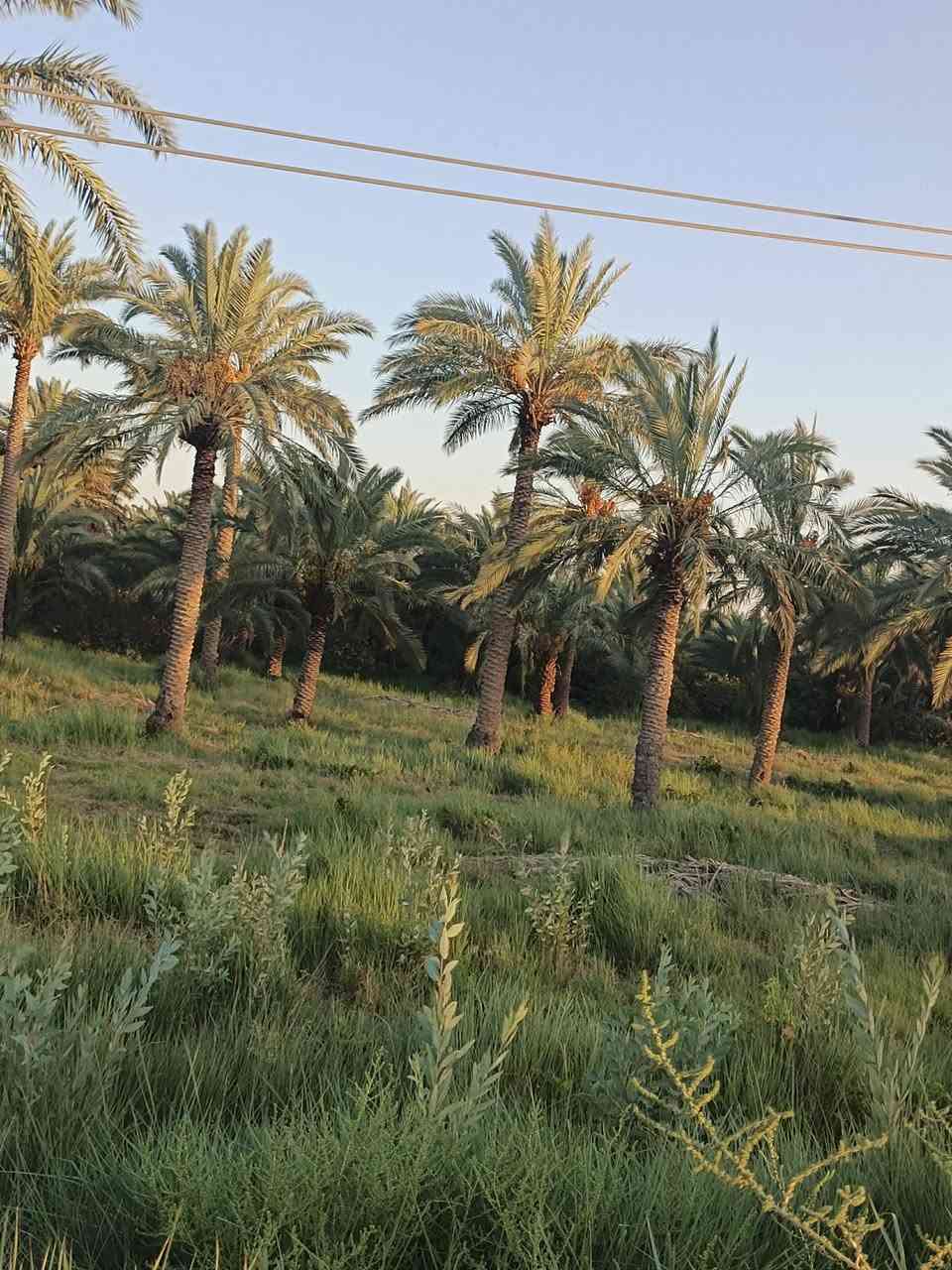 الكتابة
🌴 للبيع أرض طابو صرف – 3 دونمات 🌳
📐 المساحة: 3 دونمات
📜 طابو صرف
🌴 تحتوي على نخيل وأشجار تين مثمر
📍 الموقع: منطقة الدورة – قضاء السنية
🚗 تبعد عن الشارع العام طريق حلة–ديوانية حوالي 2 كم
💧⚡ متوفر كافة الخدمات
📞 للاستفسار:
***********
***********
📍 للاستفسار أكثر مراجعة مكتب الساقي للعقار – الشارع التجاري
أبو سجاد للعقار
