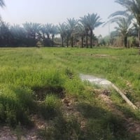 رفاعي ناضم • ٤ دونم • ٤٥ نخلة