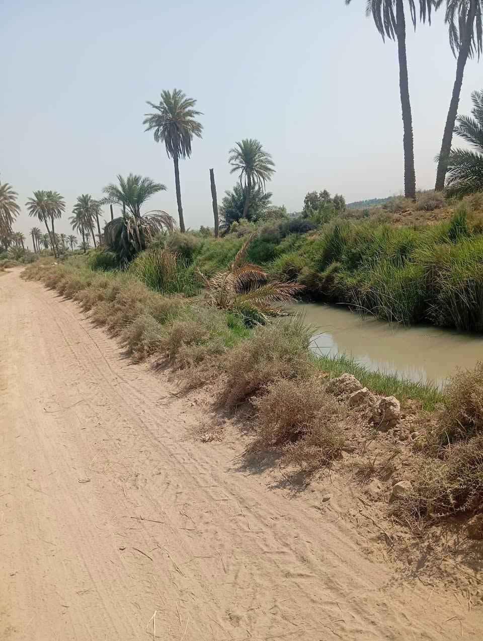 الديوانية -المهناوية 
للبيع ارض طابو زراعي سند25 بستان 
تقع على نهر ابو دارم قرب معمل غاز المهناوية المساحة 2 دونم للبيع نقداً أواقصاد 
للاستفسار 📞***********
