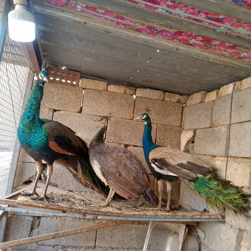 طاوزات • امبراطوري نادر • بغداد