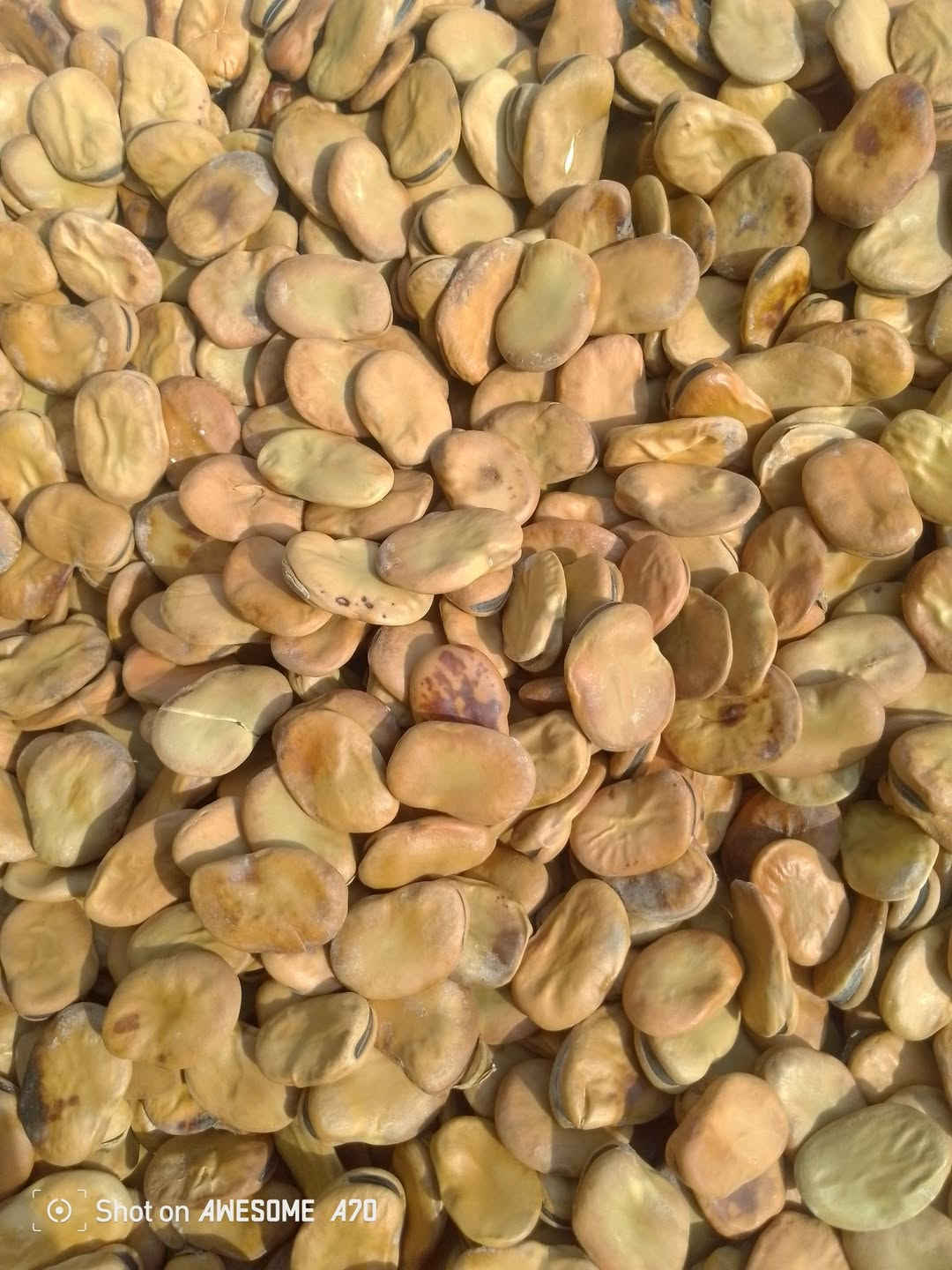 باجلة • قبرصية • الشحيمية