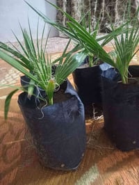 واشنطونيه • ٥٠٠ شتله • كربلاء