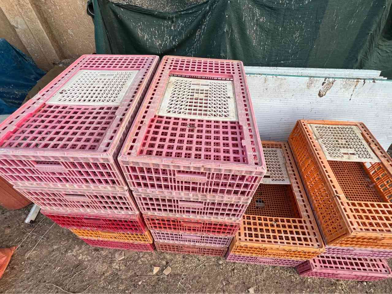قەفەزی مریشک بۆ فرۆشتن
ژمارە: ٥٠ دانە
تایبەتمەندی: لۆک و خاوێن، ھیچ شکاویێکی تیا نییە، ھەمووی مەزبووت و بەھێزن.
شوێن: ناحیەی سەنگاو /
نرخ: ٣٠  جوتی ھەزار دینار (مەعمەلەیەکی کەمی تێدایە بۆ سەردانیکار).
تێبینی: بۆ پەیوەندی کردن و پرسیارکردن تکایە نامە بنێرن یان پەیوەندی بکەن.***********
*********** شمشمل, السليمانية
