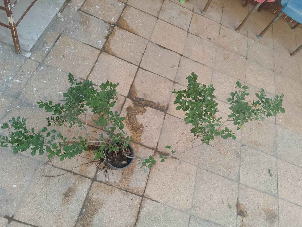 اكاسيا صفره حايله السعر 4000 

البيزيا السعر 1500

كف مريم متسلق بنفسجيه السعر 4000

دفله السعر 2000

گارزينيا تحمل ورده بيضاء السعر 3000

سدر السعر 1500

البمبر السعر  8000

 الشجره الالت عباس السعر 1000

يريد شجار مراسله على الخاص او إتصال على رقم الهاتف 
***********
