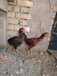 دجاج عرب • ديج ناصحات • صويرة حي الاسرى