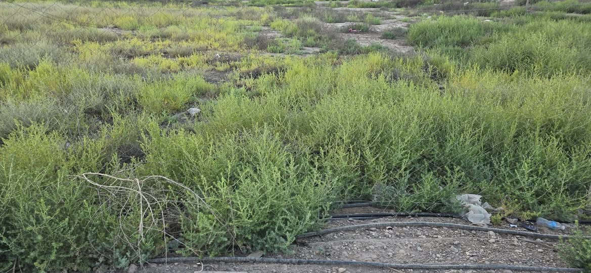 السلام عليكم  قطعه ارض  تجاريه للبيع  سند زراعي   25 
المساحه 200 م مربع  
الموقع نهايه شارع جامع الكرطان 
للاستفسار الاتصال بالرقم .  

***********.  ابو حسن
