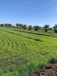 ٤دونم • طابو زراعي • تاجي سبع البور