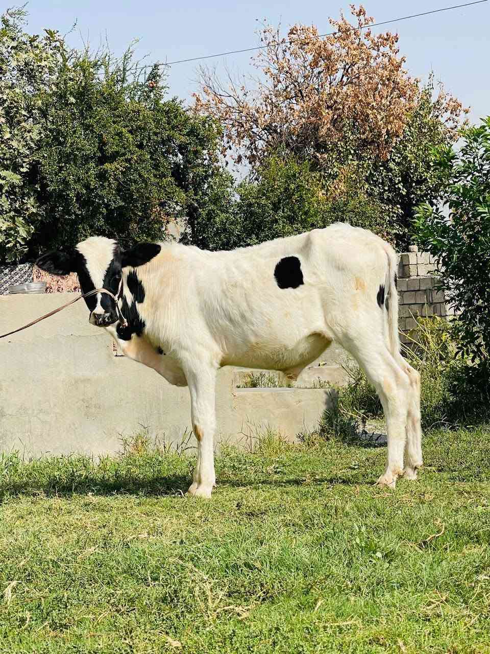 حولي • جنس اصلي • صلاح الدين الشرقاط