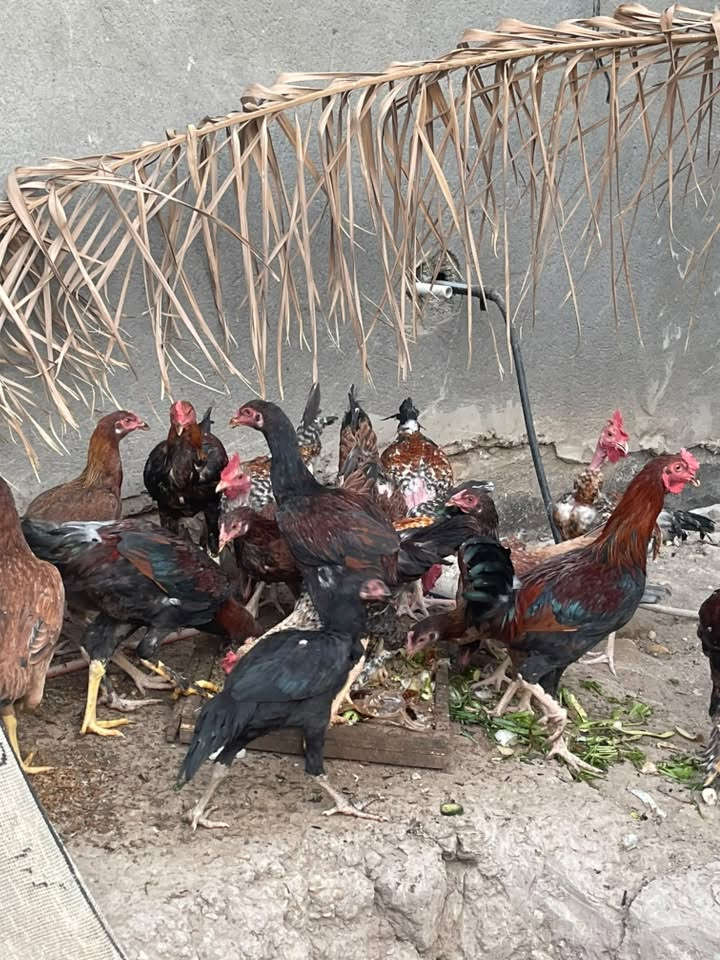 السلام عليكم يوجد دجاج عرب هراتي للبيع الزوج ب25 وبيهه مجال للاستفسار  ***********
