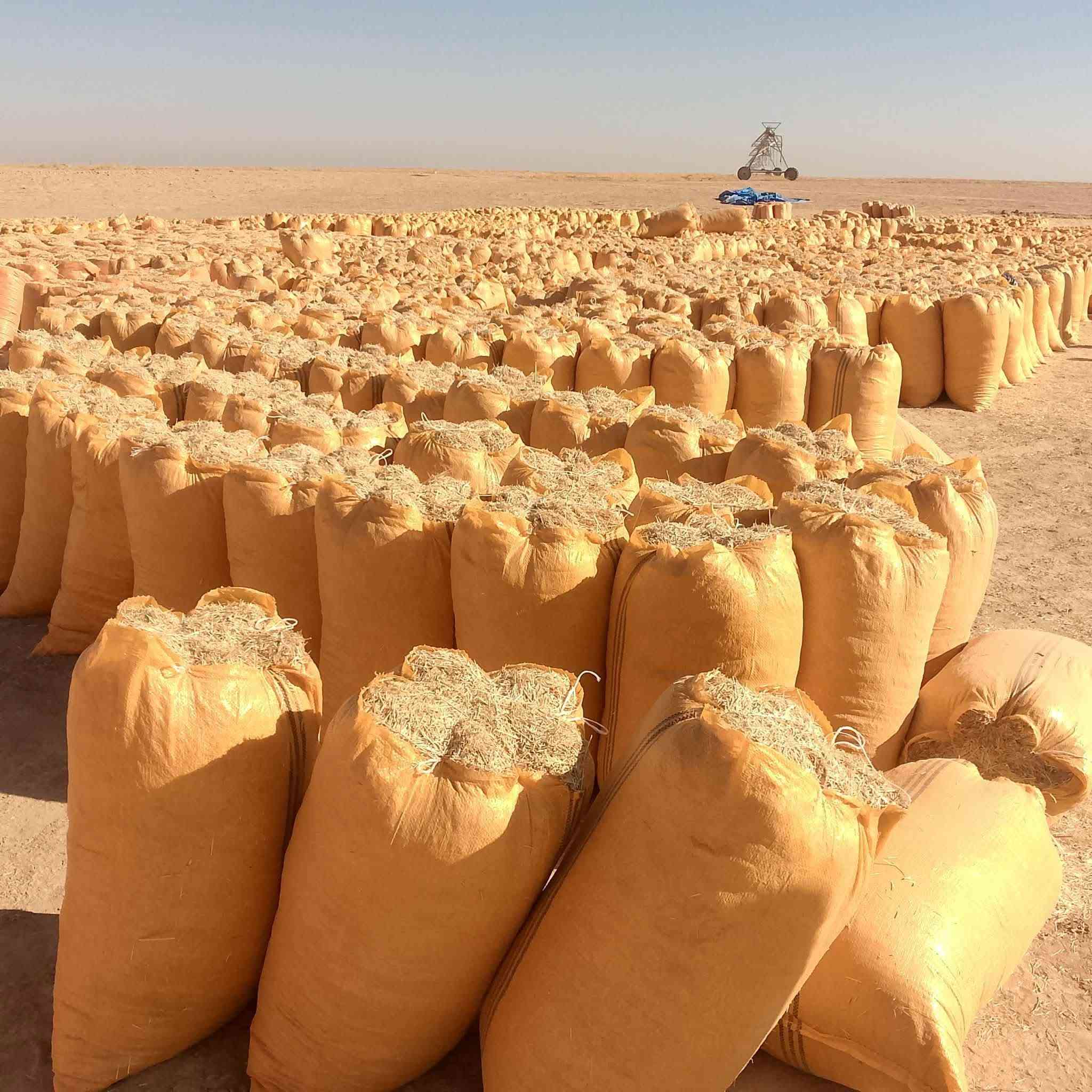 السلام عليكم  يتوفر لدينا تبن درجة أولى بي معنا الكلمه  كميات مفتوحه لي جميع المحافظات طول الشليف 83 والعرض 60 مطروح  بالمكان السعر 2500  للااتصال على الرقم  ***********  او مراسلتنا على الخاص ونتمنى التوفيق للجميع
