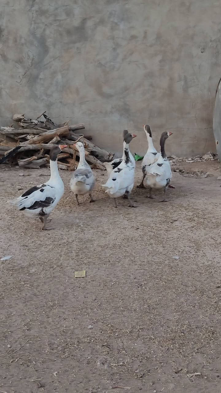 بلاوات • زوج • للبيع