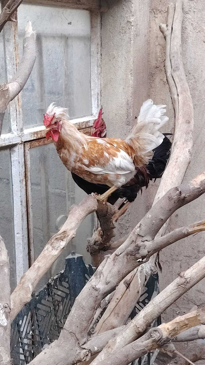ديوجه • ٦ قطع • ديالى الجديدة الشط