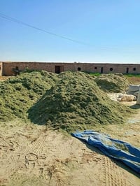 تبن جت • درجه اولى • بابل الحمزه الغربي