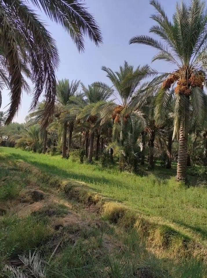 السلام عليكم 
بستان للبيع
المساحة 13 دونم طابو زراعي سند 25 باسمي تحويل مباشر
الموقع قضاء المحاويل قرية الشيتية
عدد النخيل اكثر من 400 اصناف منوعة شرسي خستاوي زهدي خضراوي بربن ديري
يبعد عن التبليط مسافة اقل كيلو 
ماء متوفر يحدها نهر من الامام والخلف
للاستفسار الاتصال على الرقم ***********
