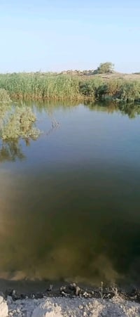 أرض • ٨٠ دونم • واسط الاحرار