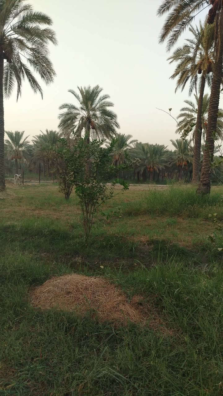 جوميسه غربيه • دونم وربع • نخل وحمضيات