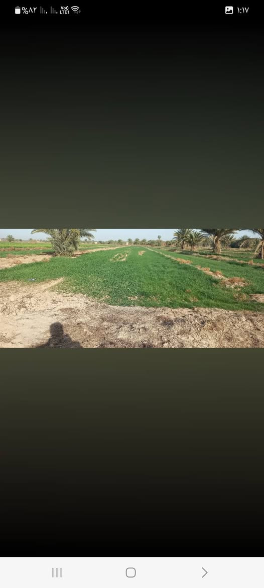 طابو زراعي • خلف الساده البعاج • ماء كهرباء