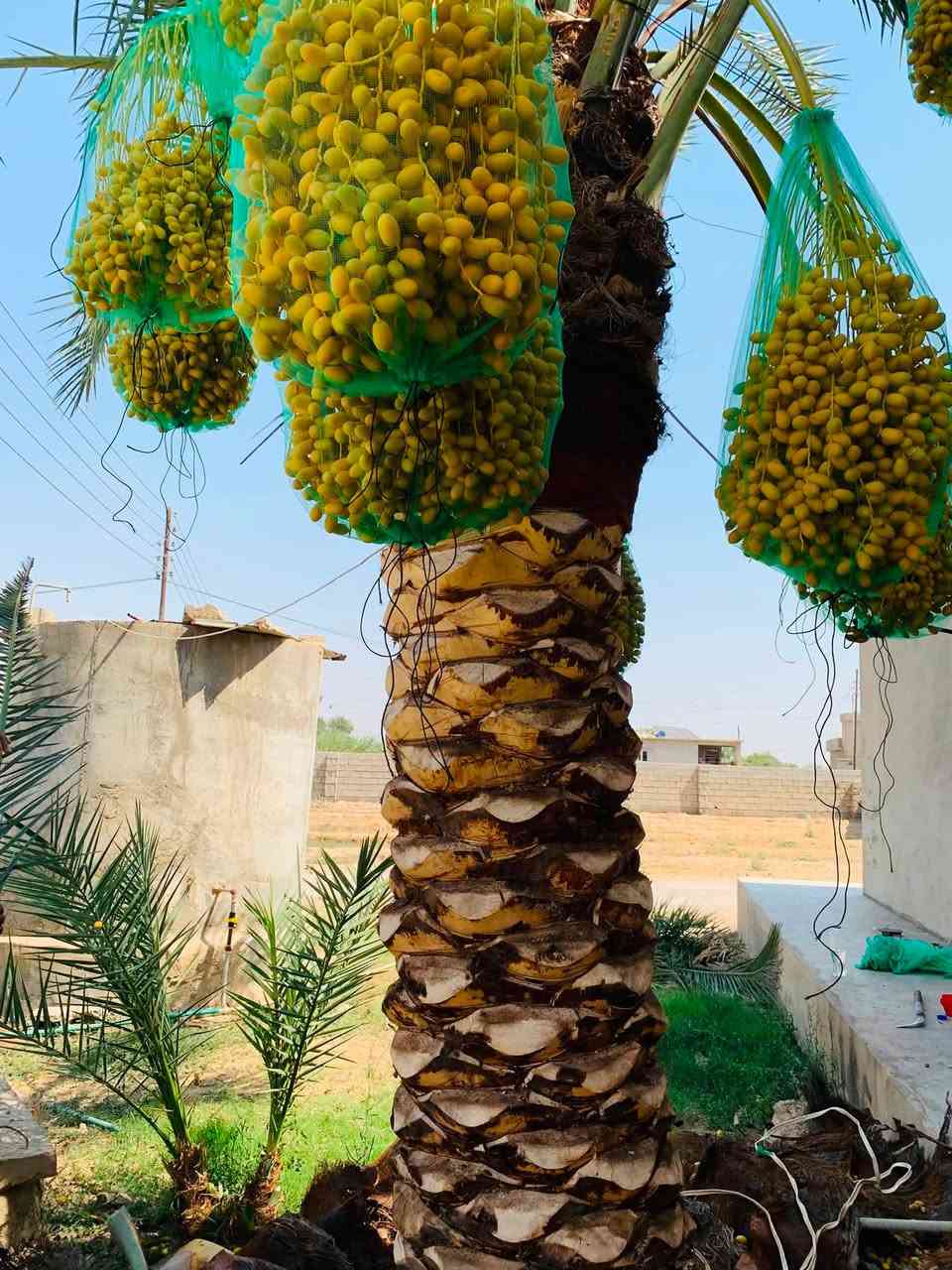 ﷽ 

#مستمرين بقلع وغرس فسائل النخيل 

وتكريب  وتحويل النخيل 🌴بجميع الاحجام 
وان شاء الله شغل درجة اولى يرضا رب العالمين وما نطلع اذا ما صاحب البيت يكول رحم الله والديكم على هذا الشغل 

وكلمن مشتغل عندو يعرف جودة ودقة عملي بفضل الله تعالى 

عندك تكريب قلع فسائل او زراعة عندك نخلة تريد تحويل عندك نخلة تريد تحوضها وترتب حوضها بس اتصل وما يكون خاطرك اله طيب 

للأتصال ***********

جزء بسيط من عمل اليوم والبارحه ما موضح في الصور  👇
