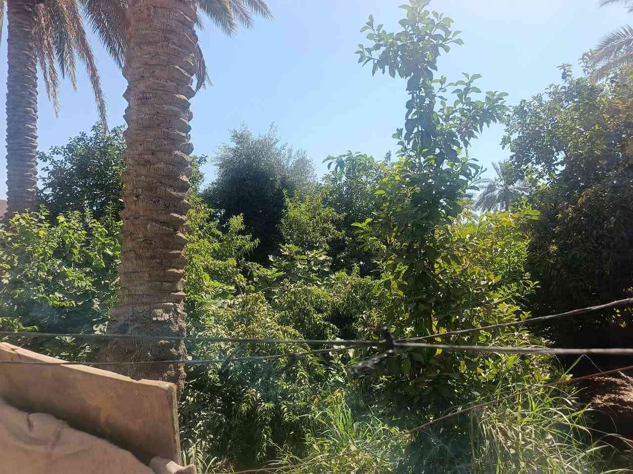أرض زراعية ٥دونم  طابو زراعي معه دار سكني ٤٠٠ واجه شارع ٢٢ متر شارع العام حله بغداد معه بستان نخيل وحمضيات كهرباء وماء وماء للسقي للاستفسار بابل محاويل شارع حله بغداد مقابل محطه وقود التفاحه ***********/
***********
