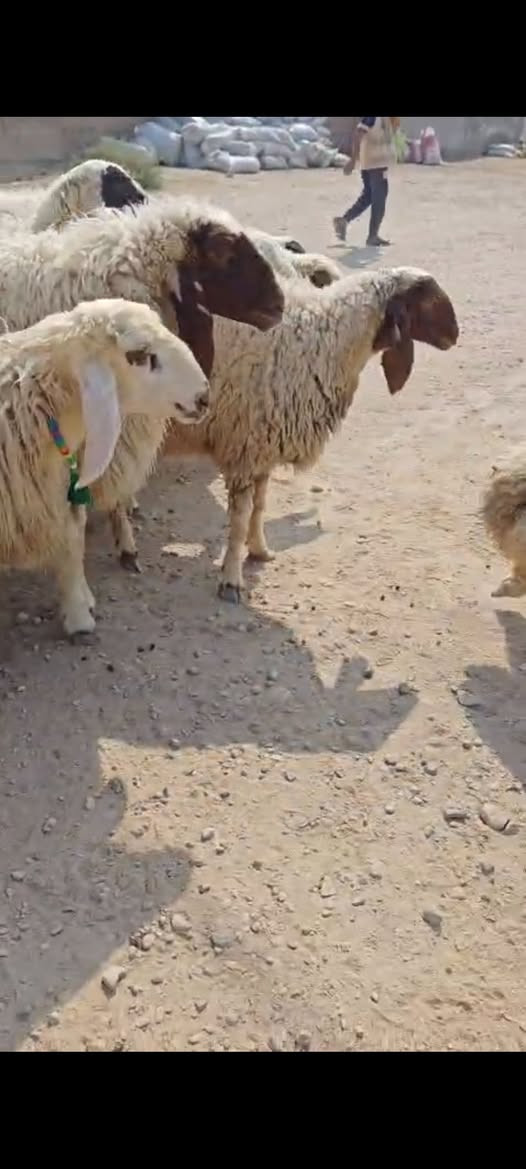 كريشيات • ١٢ • توصيل