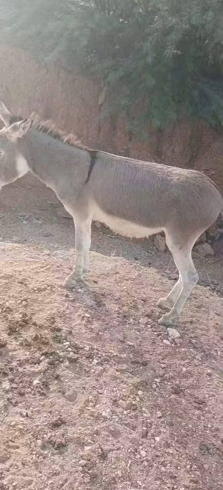 زمايل • للبيع • بسعار رمزية