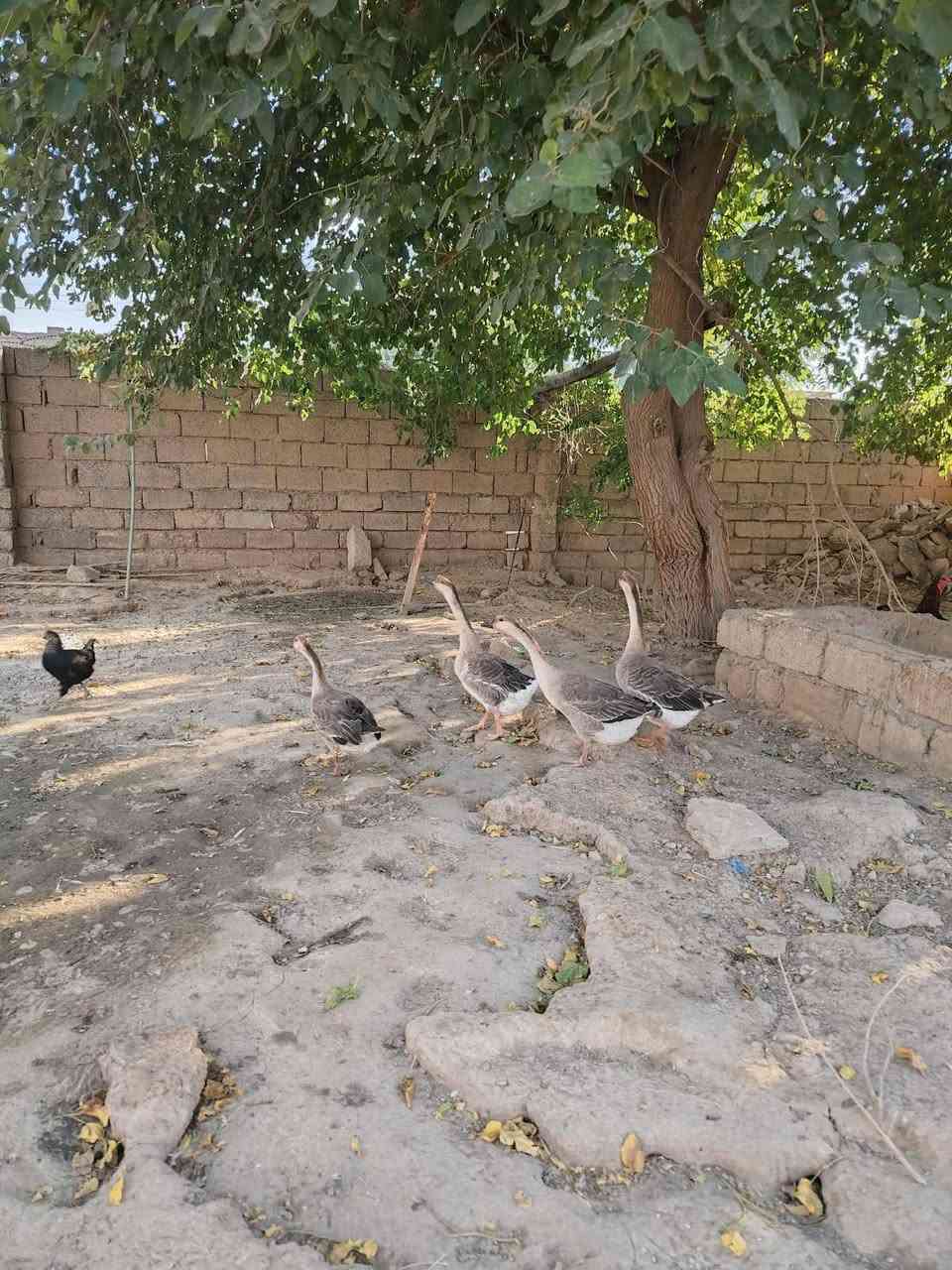 قازات برقالي عتاكي 2وفراريج 2وبط فرنسي لبيع مو كلف بل نشر لسفسار على هاذا رقم ***********
