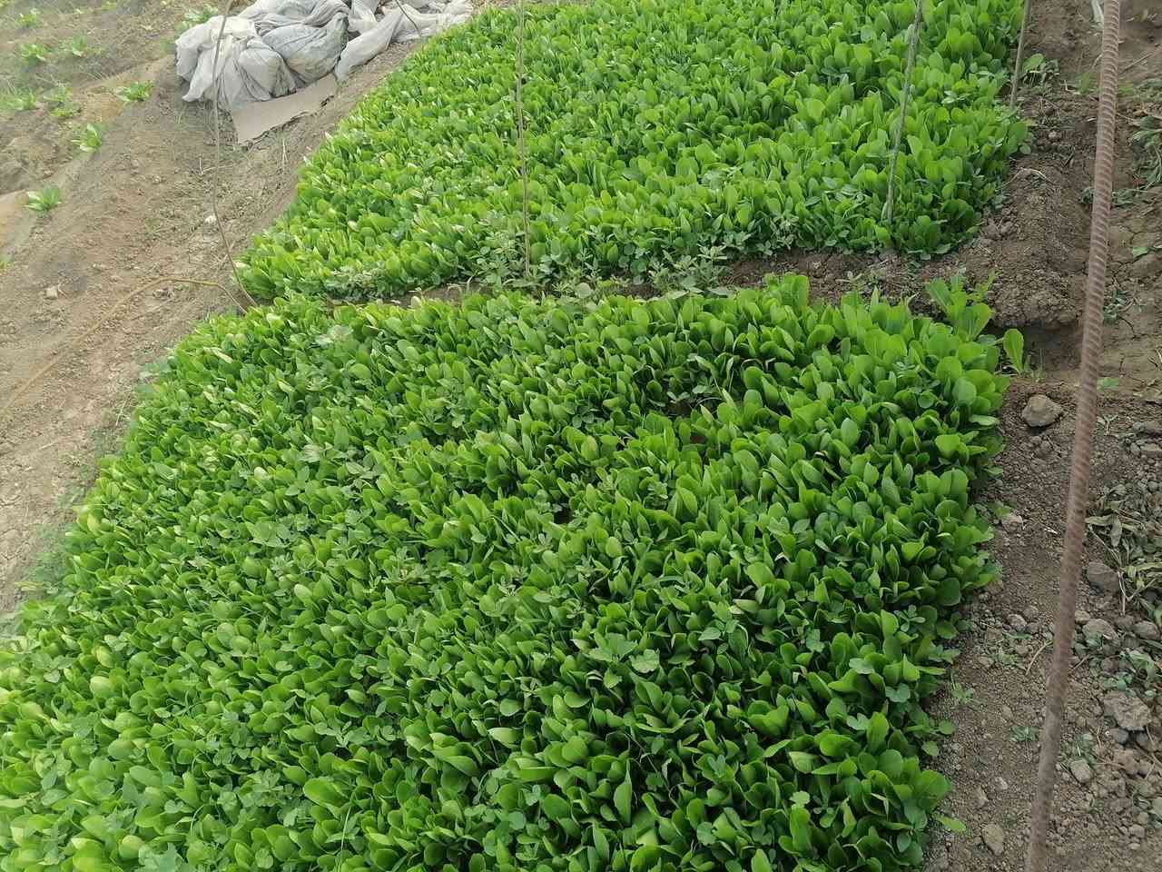 خس دايت • جاهزة شتلات • للبيع