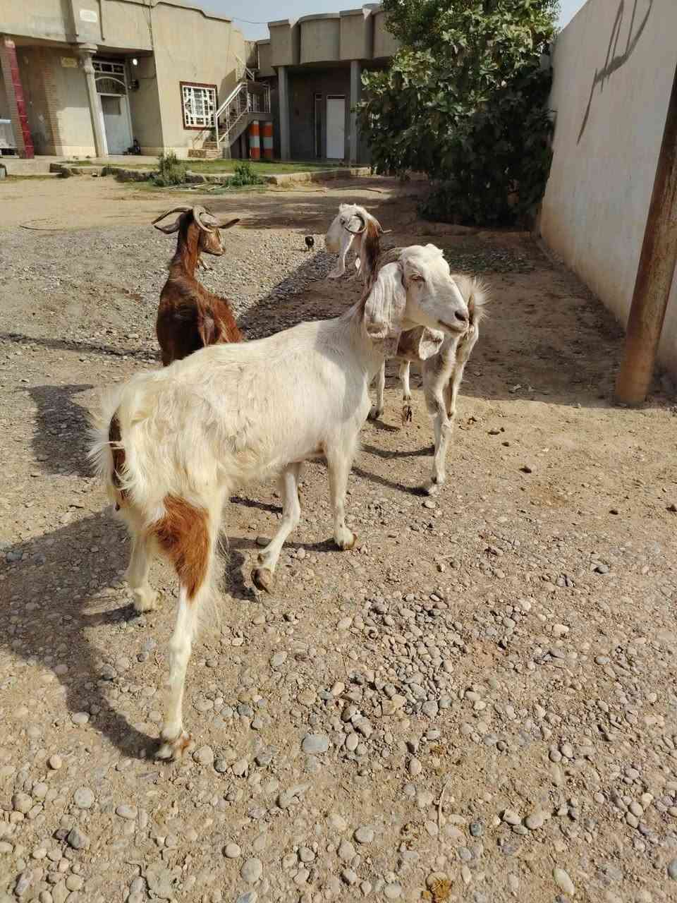 معز • ٤ حبات • الشرقاط