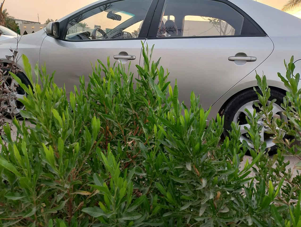 سيراتو • ٢٠١٢ • كفاله عامه
