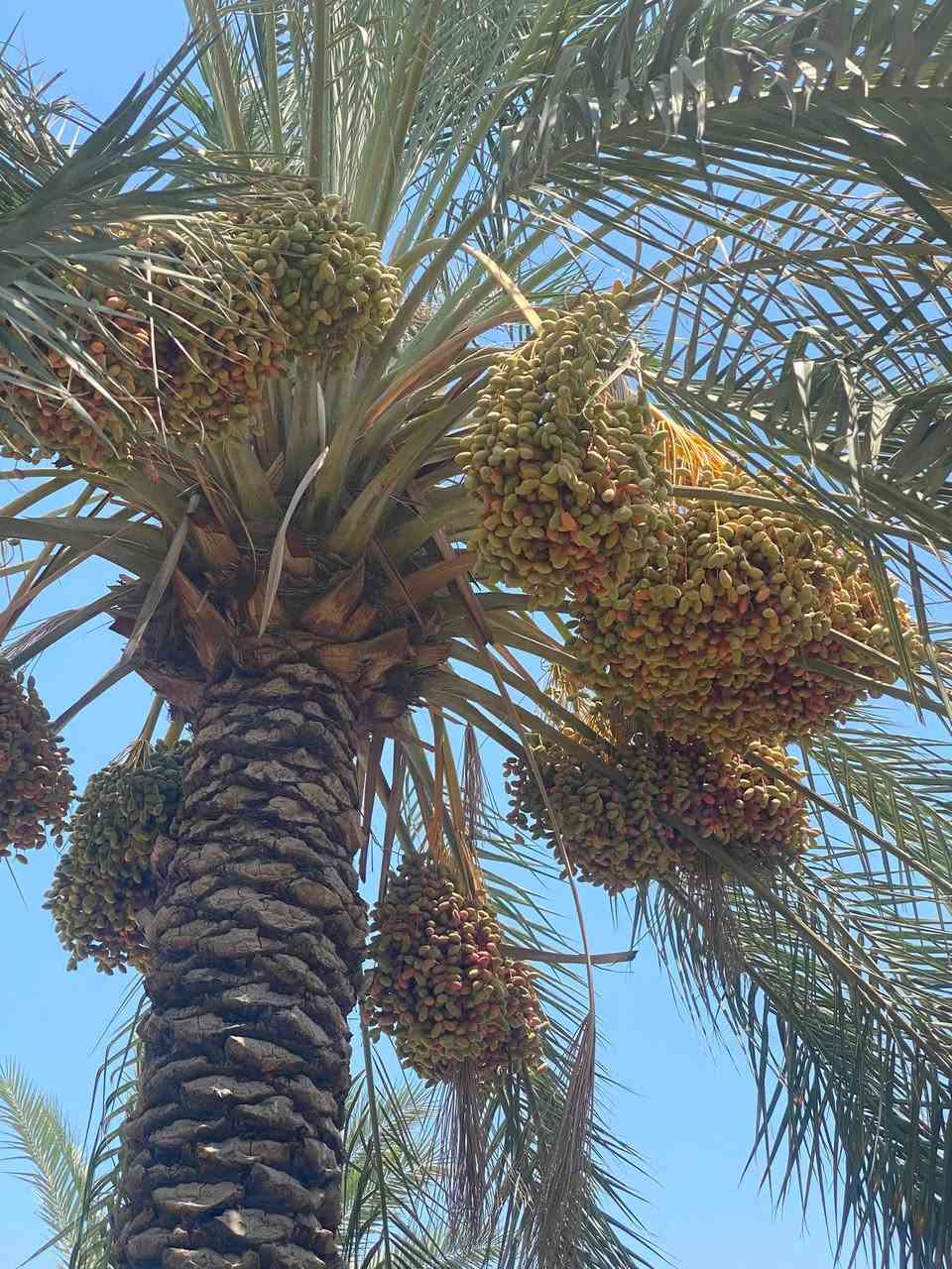 بستان نخل للضمان المكان شاطئ التاجي شارع ام الجدايل تبعد عن جسر الذراع من جهة الشط 3 دقائق 

تحتوي على 
15 زهدي 
16 خضراوي 
15—20 خستاوي 
10 بلاليز 
2 بربن 
4 سكري 
+ 8 ألوان غير معروفات 

البستان نظيفة كلش بدون اعشاب او عوائق والنخل كذلك جاهز تكريب -تلقيح -تركيس

للاستفسار 
***********
***********
