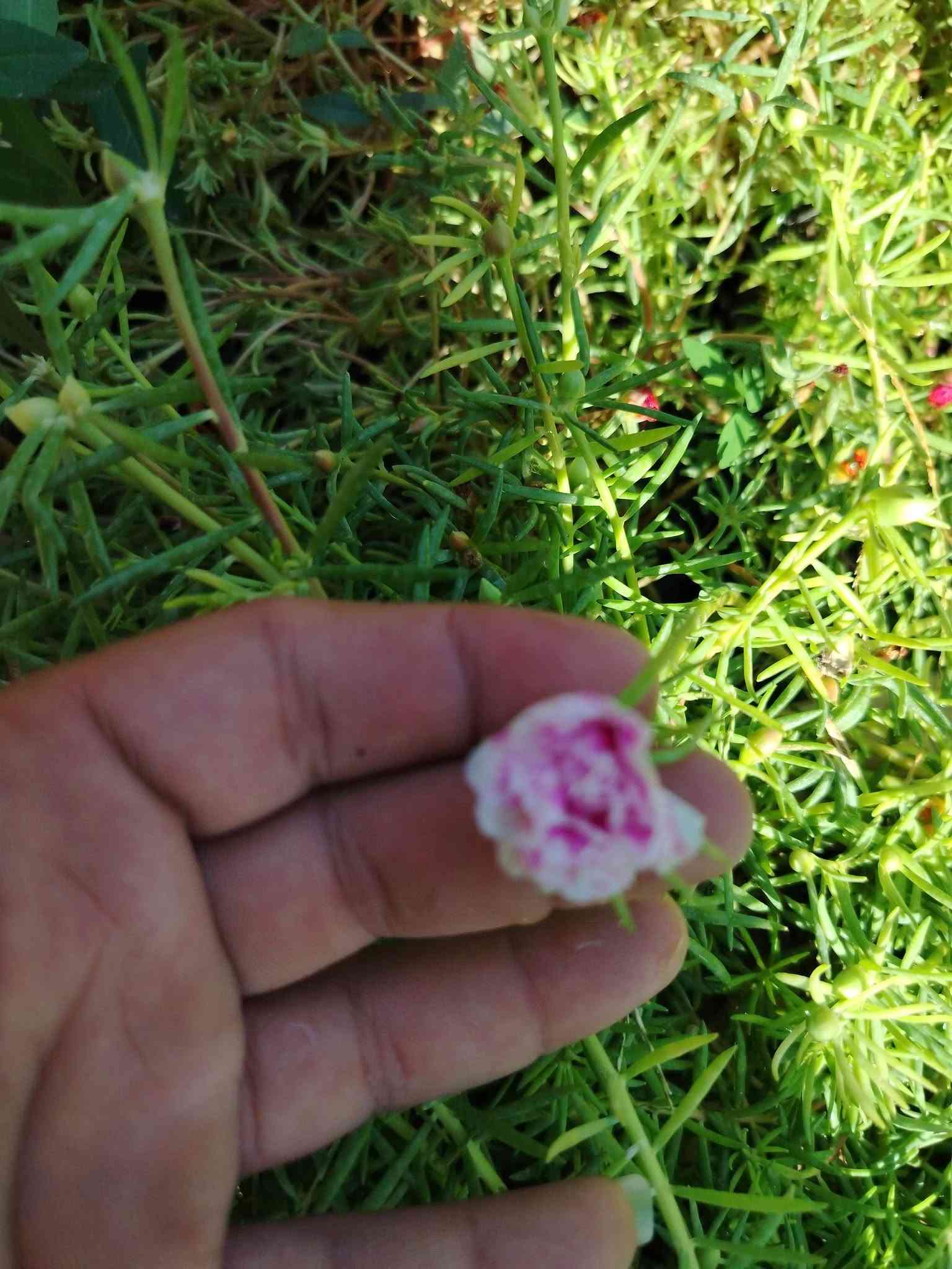 السلام عليكم مشتل حسين مناف/
انواع الورود انواع الاشجار انواع النباتات/

🌴🪴🍀☘️🌿🌱🌹🌷🌸💮
رقم مشتل❤/***********

