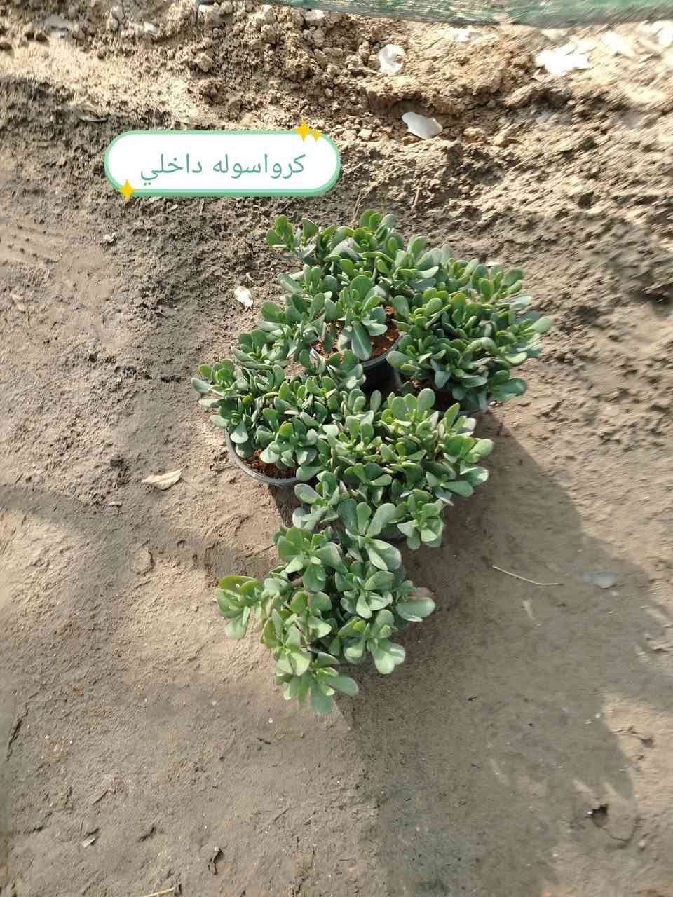 مشتل سيد هشام • نباتات زينة • قرب نزلة جحيشات