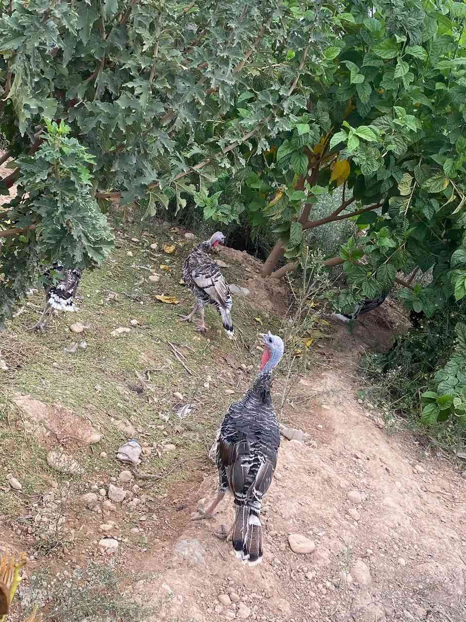نثايات • فحل • خانقين