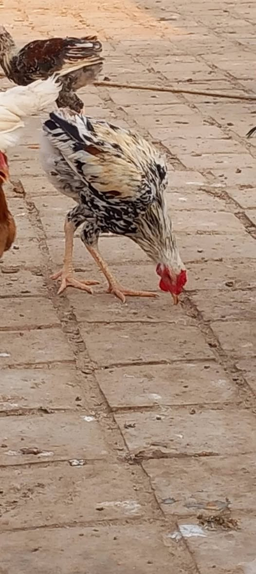 ديوجه • اثنينهن • مجال