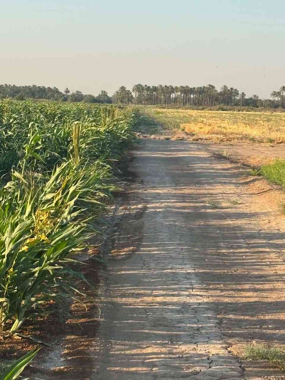 السلام عليكم 40 دونم طابو مشاع شارع الزوار وجه شارع عام يربط بين صويره كوت الواجهه 115 م.    ماء سقي من دجله مباشر كهرباء داخل الرض تجي اشوف بعينك مو حجي سعر الدونم 20 مليون وبيهه مجال.    اخي المحترم لارض تجاريه اذا ما متمكمن وشوف روحك متر لاتعب نفسك وتعبنه  لن لارض تجاريه موقع كلش ممتاز.   الصويره شارع الزوار قرب شركه النسيج للنخيل البرحي.    للستفسار التصال *********** وتساب
