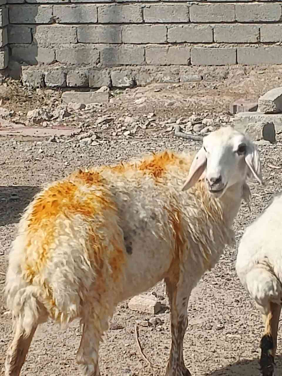 نعجة • نصاحه ٥ايام • صلاح الدين