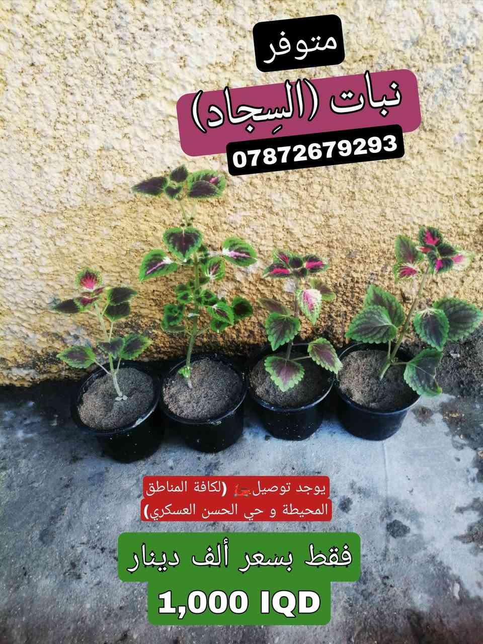 تتوفر مجموعة من النباتات الجميلة عند مشتل زهور الجنة، شوفو الجمال😍.
‏
‏*********** واتساب :يتوفر توصيل لمنطقة حي الحسن العسكري و المناطق المجاورة لها.
‏
‏عنوانة: بغداد - التاجي - حي الحسن العسكري - دور الضباط - شارع عصام الحلاق و أبو حسن الجبوري.
‏
‏يا أهلاً و سهلاً تنورونة بجيتكم❤️🙏🏻.
‏

نص مكتوب في الصور:
- متوفر#
- نبات (دمعة الطفل)
- ***********
- يوجد توصيل 🚗
- (لكافة المناطق المحيطة و حي
- الحسن العسكري)
- فقط بسعر ألف دينار
- 1,000 IQ
- متوفر #
- نبات (عين البزون)
- #متوفر نبات (المحكلة) *********** يوجد توصيل (لكافة المناطق المحيطة و حي الحسن العسكري) فقط بسعر ألف دينار 1,000 IQ
- #متوفر نبات (دم العاشق) فقط بسعر ألف دينار 1,000 IQ
- متوفر نبات (السجاد) *********** يوجد توصيل (لكافة المناطق المحيطة و حي الحسن العسكري) فقط بسعر ألف دينار 1,000 IQD
- متوفر
- نبات (دم العاشق [الكويتي])
- يوجد توصيل (لكافة المناطق المحيطة و حي الحسن العسكري)
- 1,000 IQD
- مشتل زهور الجنة
- Zuhour Al-Janna
- نبات (ورد الصباح) [لون أزبري]
- #متوفر
- نبات (بتونيا الصحراء)
- [تزهير لون بنفسجي]