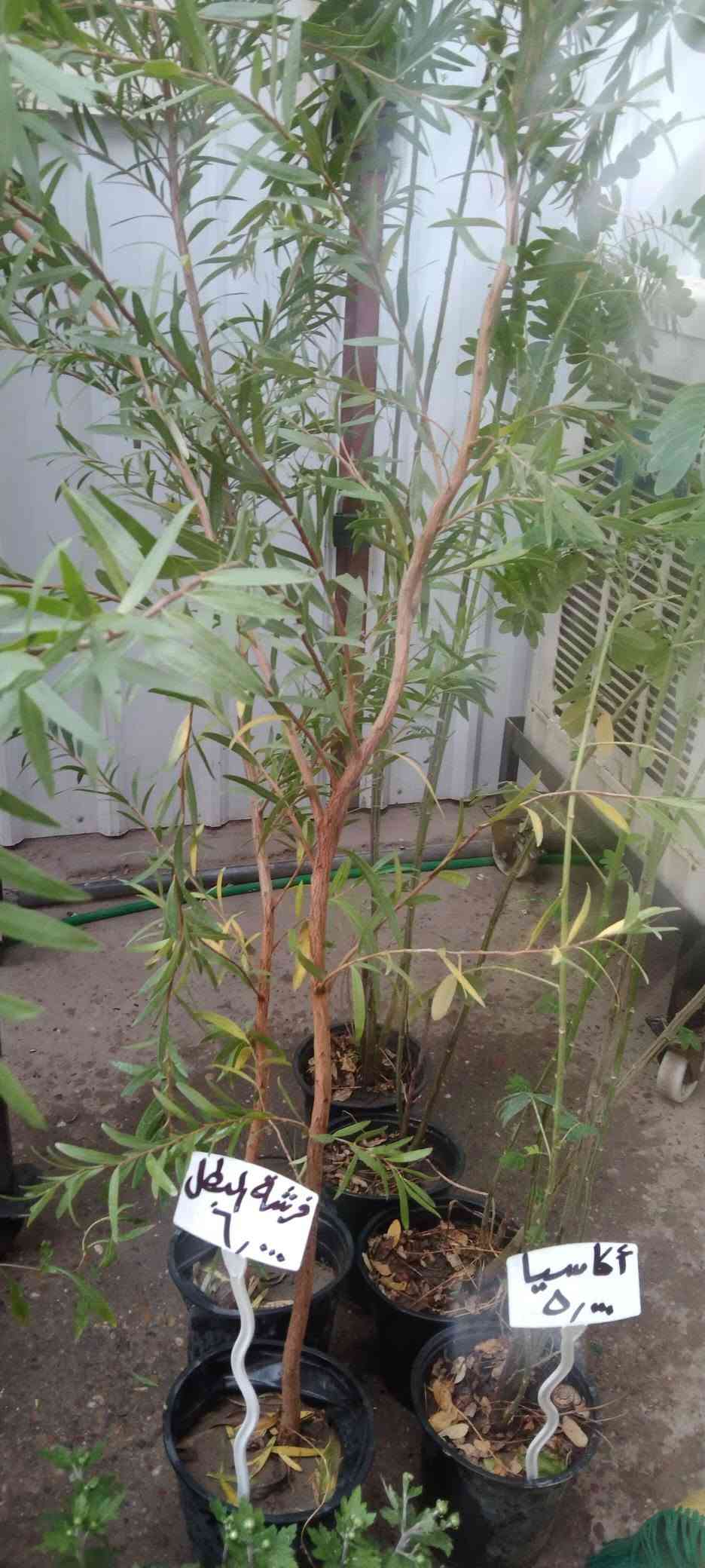 نباتات خارجية • حي العدل • الأسواق المركزية