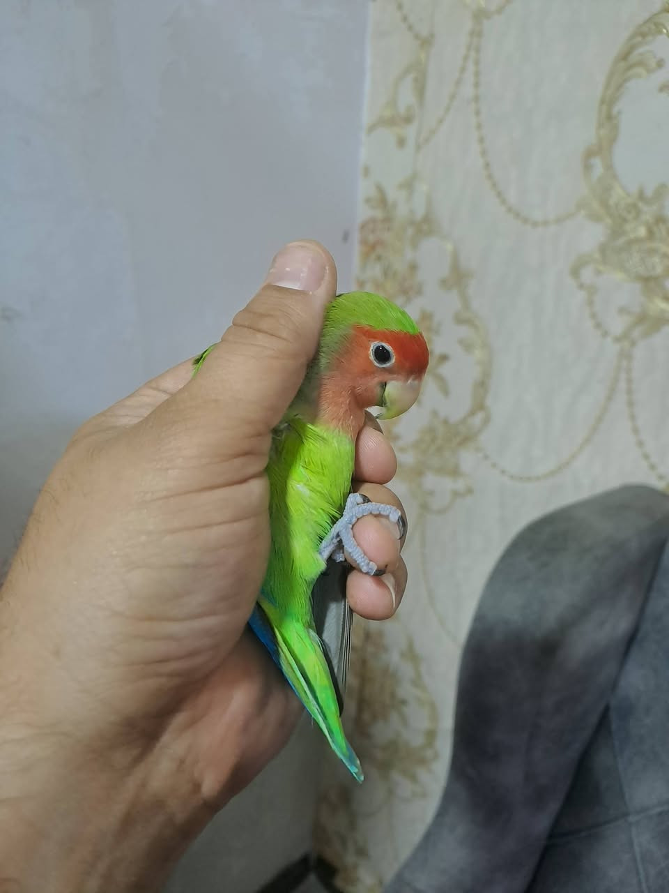 زوج غندور تربيه على ايدي اليفات فحل ونثيه السعر ويه قفص قفل ١٠٠ بلا قفص قفل ٩٠
رقمي.   *********** عنواني بغداد حي العدل
