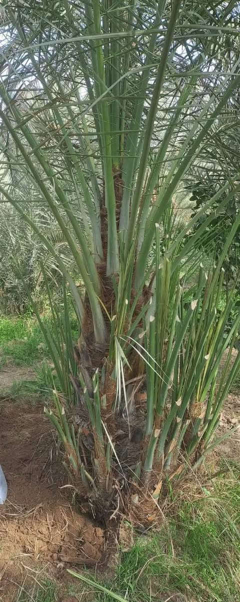 🌴🌟 تتوفر لدينا كافة أنواع الفسائل بأصناف مميزة ومضمونة 🌟🌴

الأنواع المتوفرة:
✅ برحي 🌱 خستاوي 🌱 بريم 🌱 عمران 🌱 تبرزل 🌱 مكتوم 🌱 جمالي 🌱 اشرصي 🌱 بربن 🌱 حمراوي 🌱 شكر 🌱 شوثي أصفر ✅
جبجاب  بلكه حمرت الجبل اصابع العروس عويدي ديري 
مجهول خضراوي عوينت ايوب جمال الدين 
🔶 جميع أنواع الفسائل مقدمة بأمانة الله ورسوله، خاصة من مزارعنا.
🔶 متوفرة بأحجام متعددة حسب الطلب، وتشمل الفسائل للأمهات والذكور.

🚚 توصيل لجميع محافظات العراق للطلبات 10 نخلات فما فوق.

☎️ لمعرفة الأسعار أو الاستفسار، يرجى مراسلتنا من الزر اسفل المنشور او على الارقام:

📲 واتساب
📲 ***********
📲 ***********
***********

💼 جاهزون لتجهيز دوائر الدولة، المشاتل، والمزارع الخاصة والعامة.
✨ فضلاً، ندعوكم لدعم صفحتنا عبر المتابعة والمشاركة، وتحية حب وتقدير لكم 🌹🌹
