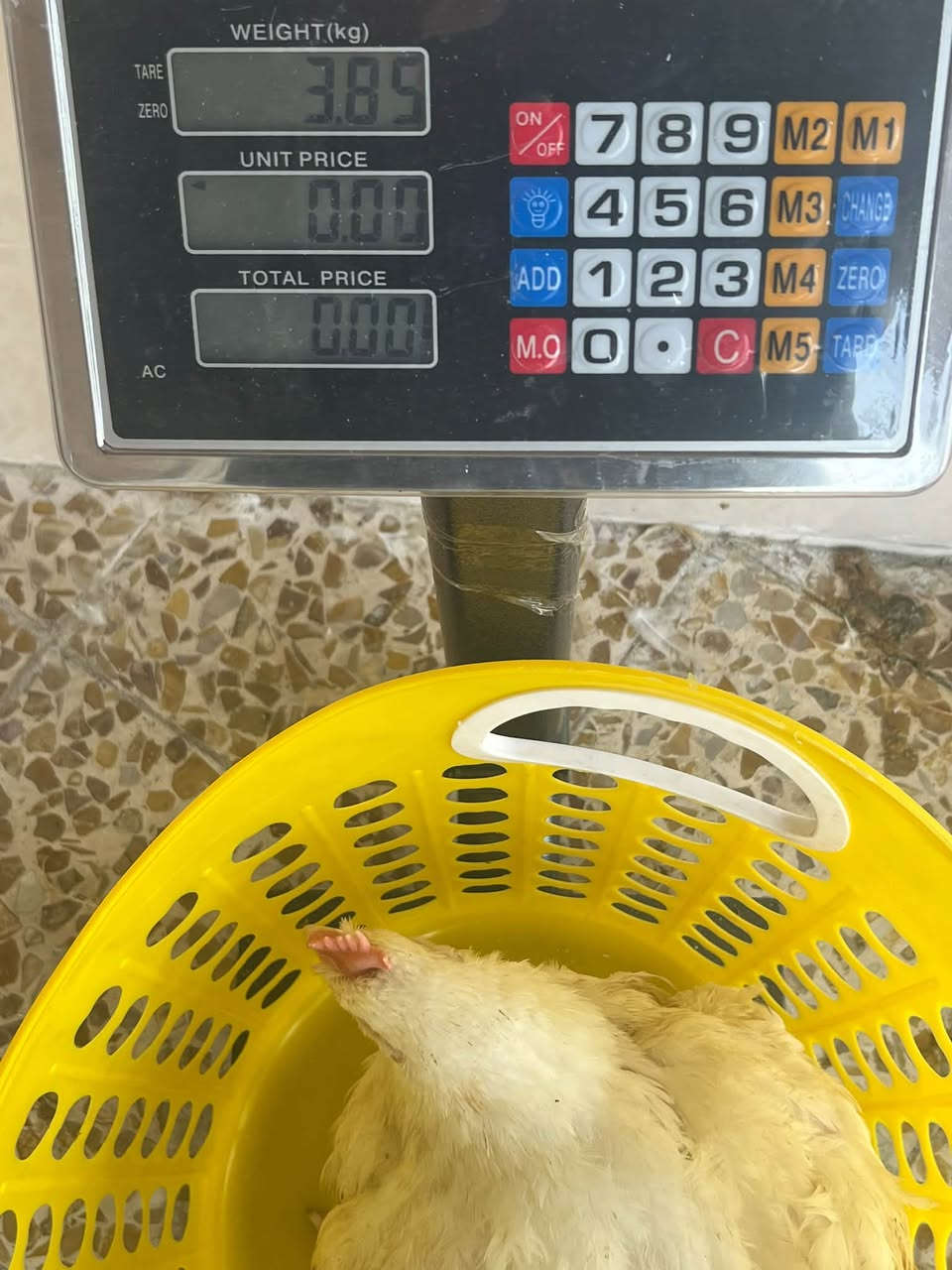 الزنجيلي • ٢-٤كيلو • عروض